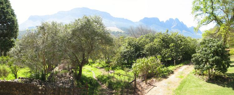 Kierie Kwaak Self Catering Villa Stellenbosch Bagian luar foto